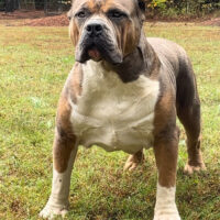 ProBulls Mad Dawg 2024