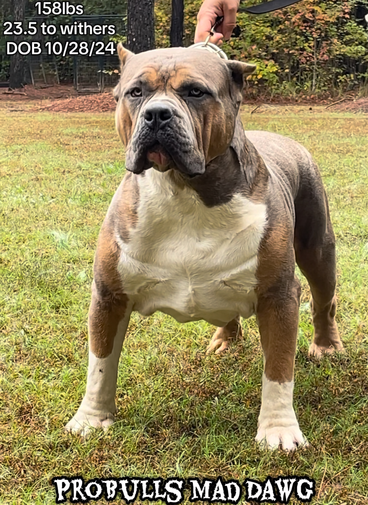 Dog Featured Image