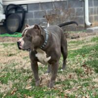 Rylo big toro kennels of ocb