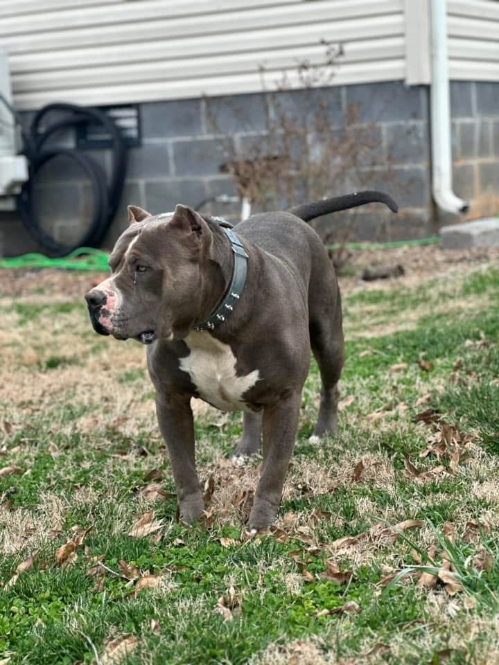 Dog Featured Image