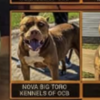Nova big toro kennels of ocb