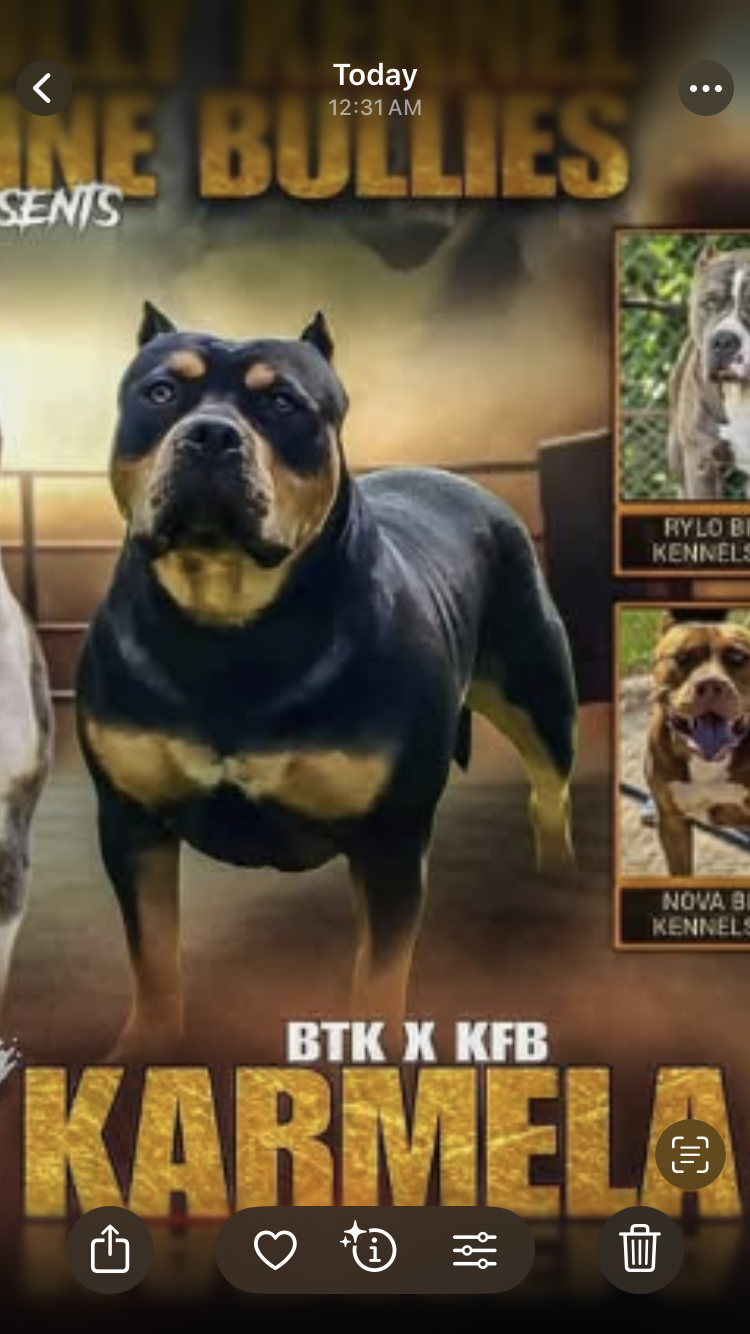 Dog Featured Image