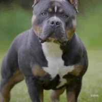 Grch zues of spartan bullies
