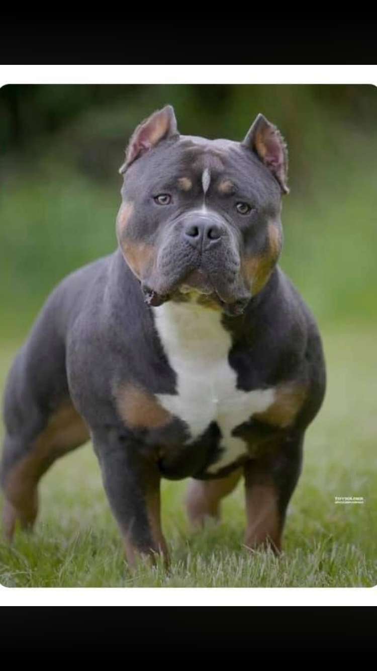 Dog Featured Image