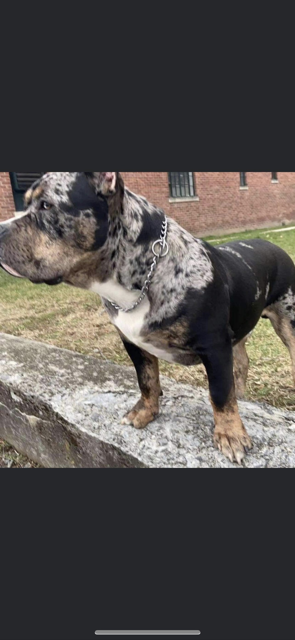 Dog Featured Image