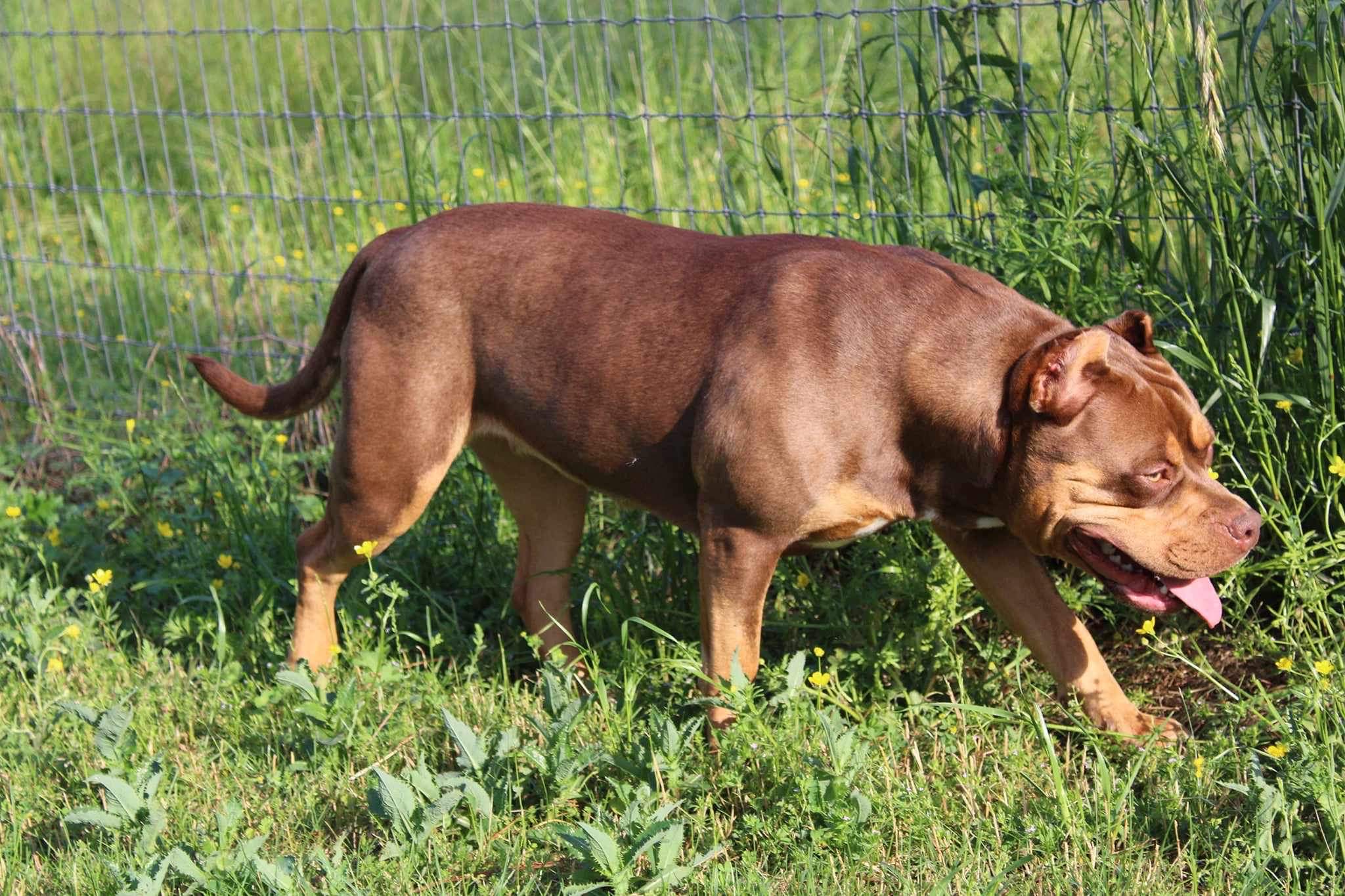 Dog Featured Image