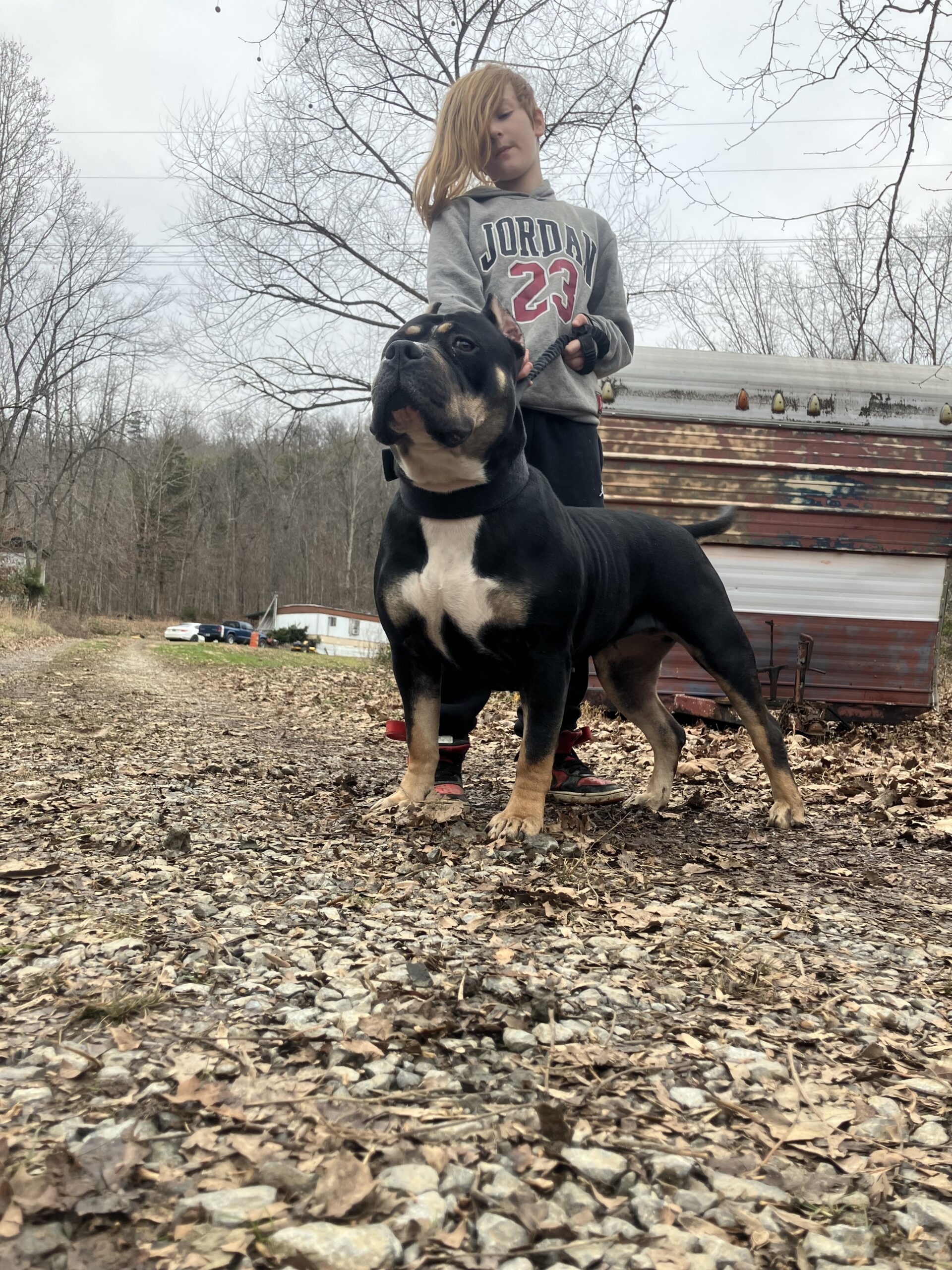Dog Featured Image