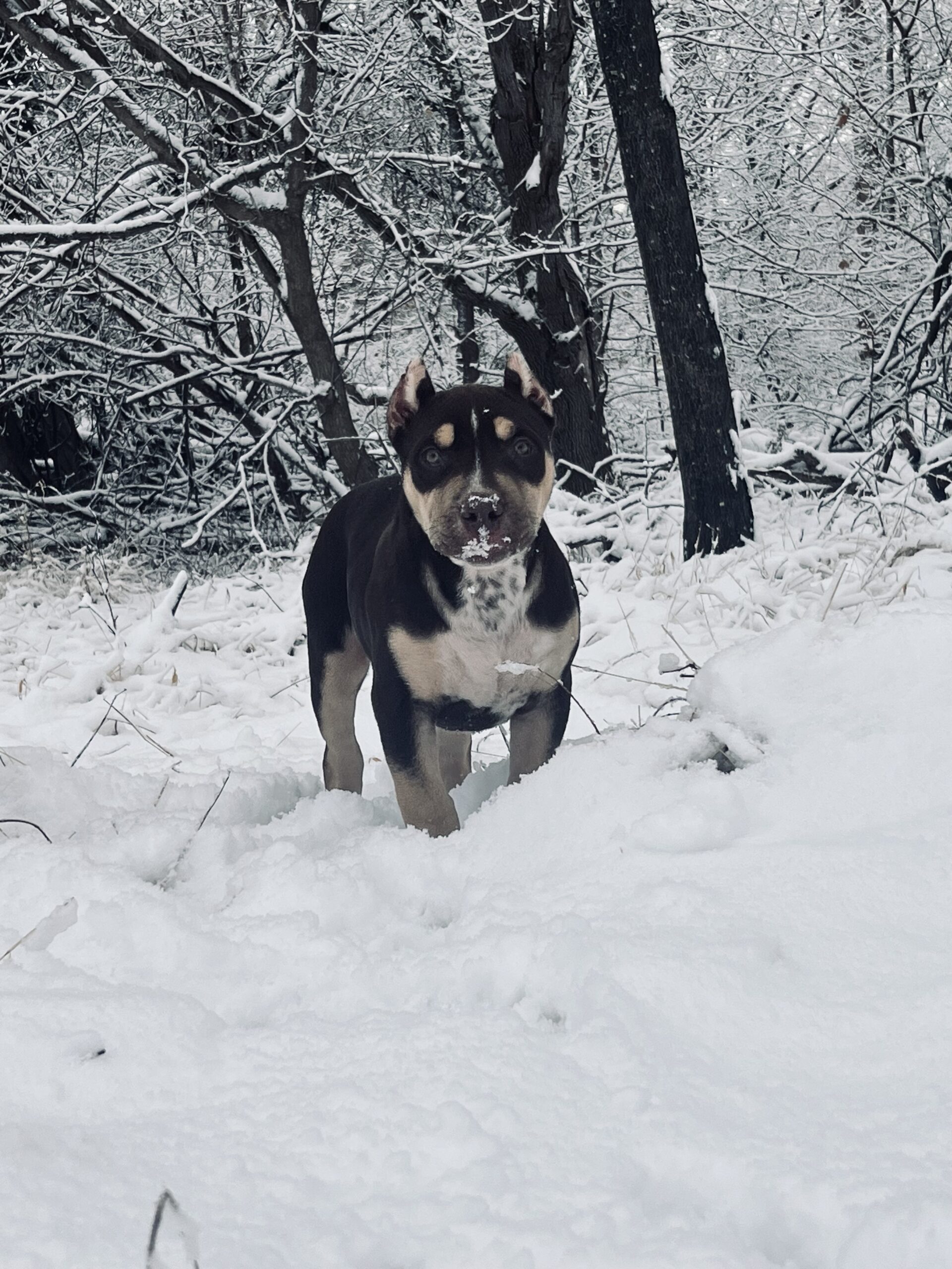 Dog Featured Image