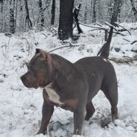 Tauruslinebullykennels NINA