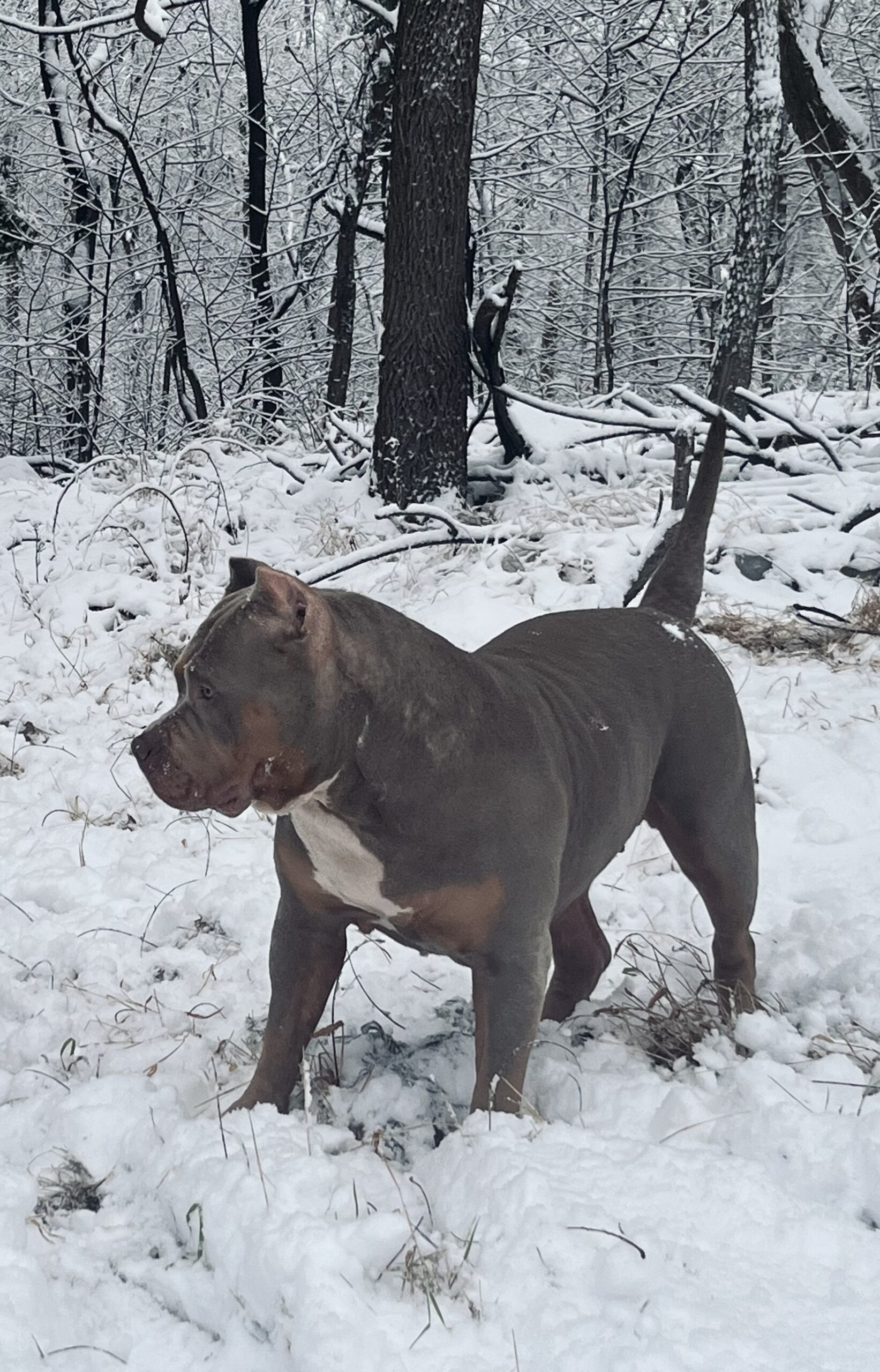 Dog Featured Image