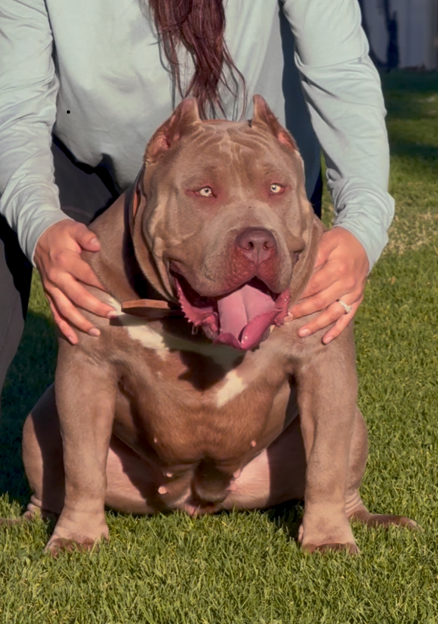 Dog Featured Image