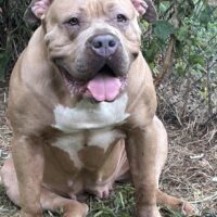 Ultimate bullies Sweetie pie
