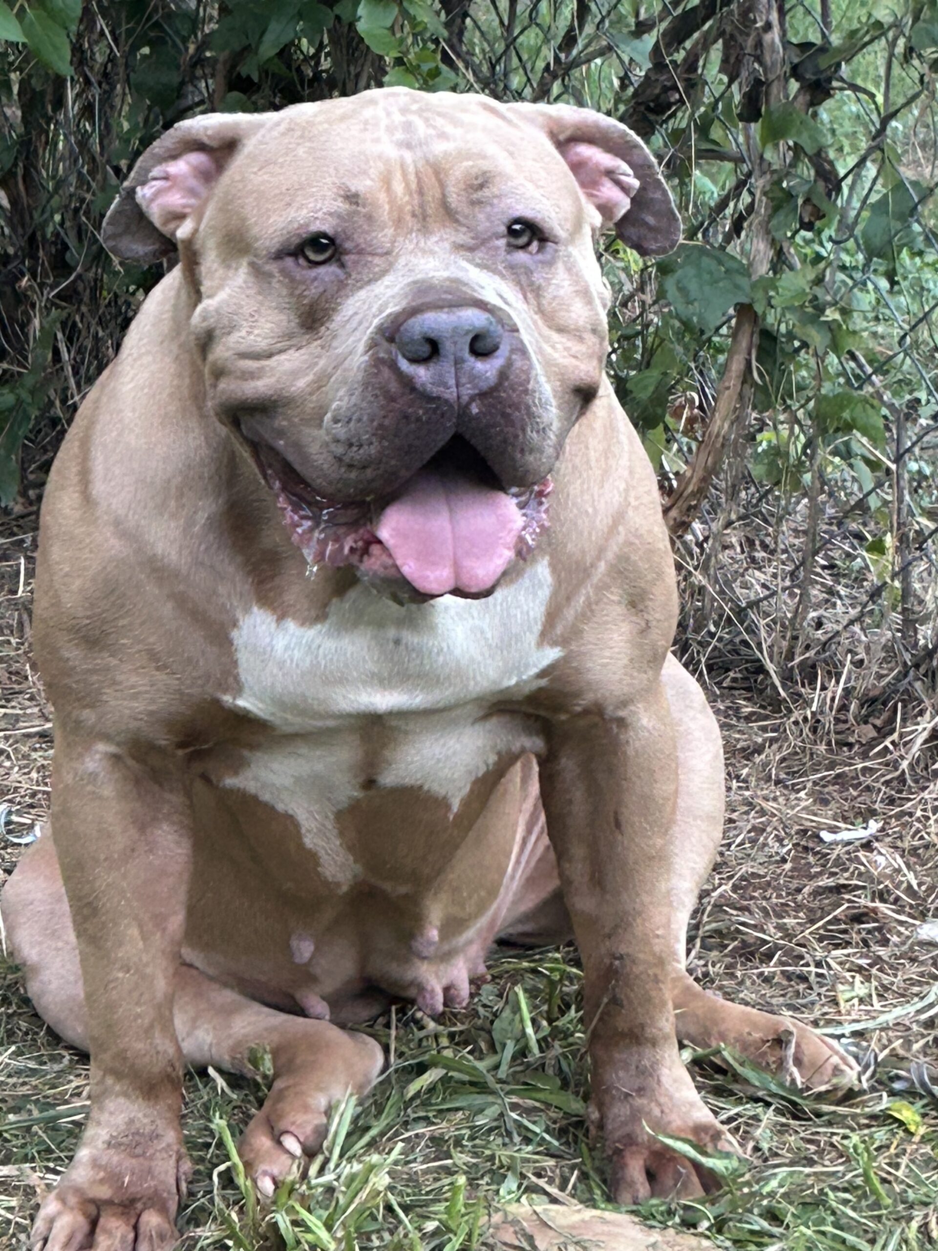 Dog Featured Image