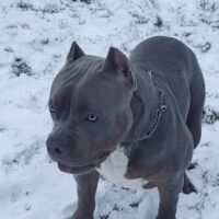 TAURUSLINEBULLYKENNELS SICARIO