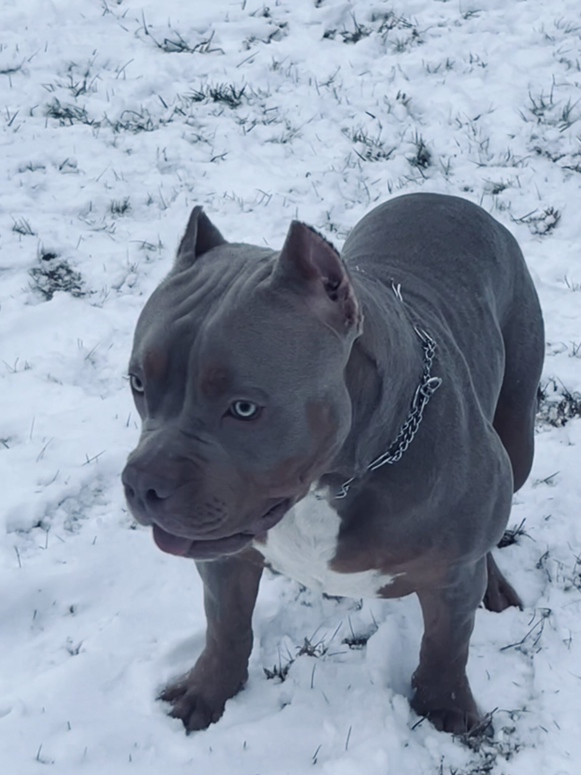 Dog Featured Image