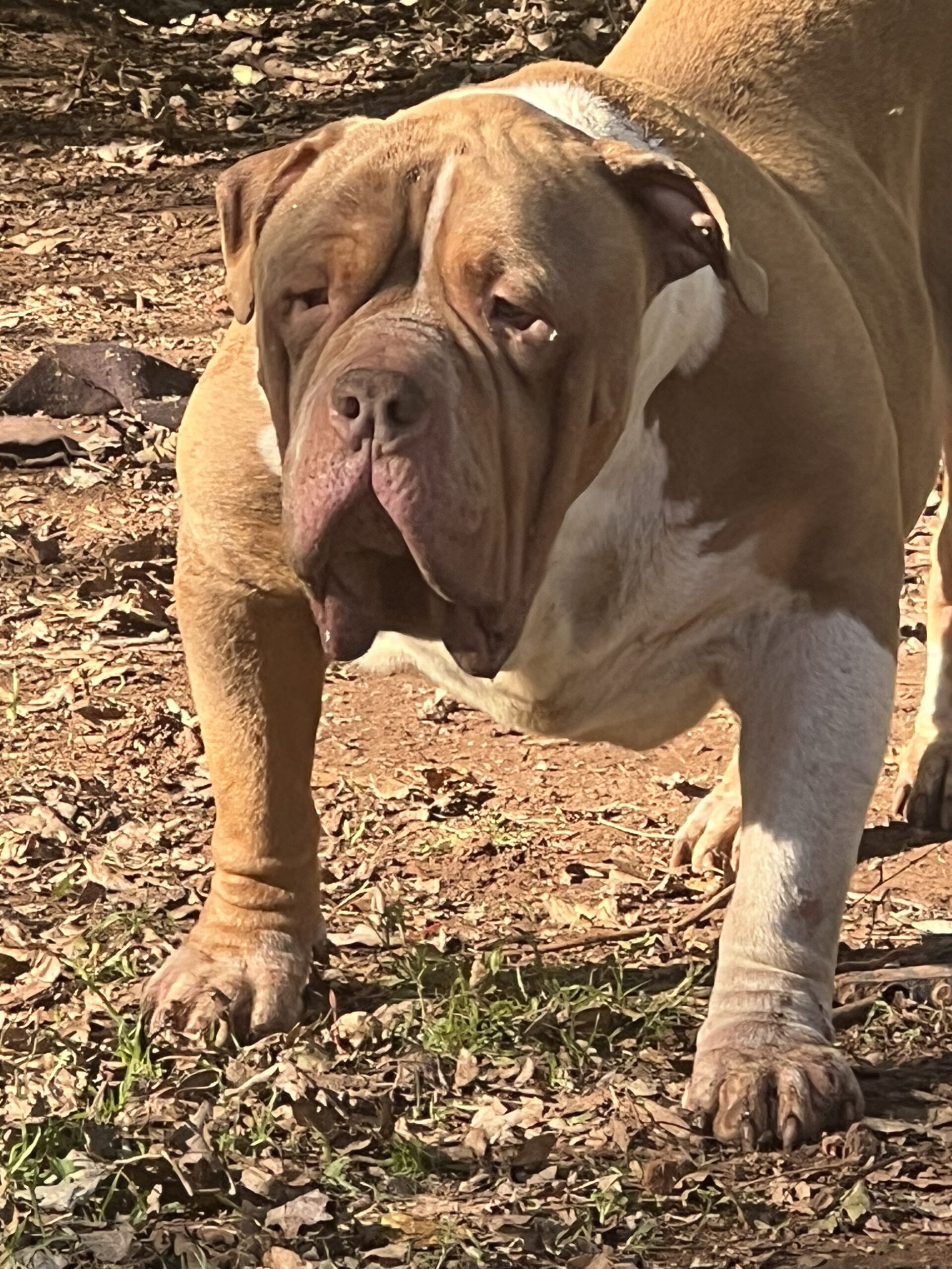 Dog Featured Image