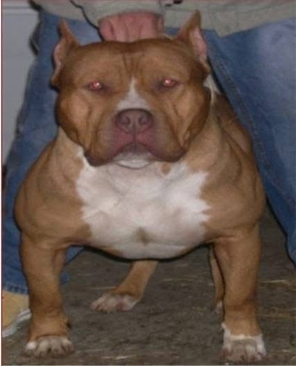 Dog Featured Image