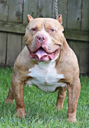 Dog Featured Image