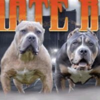 Ultimate bullies kemo