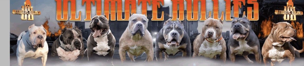 Dog Featured Image