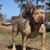 BIG SOUTHERN BULLIES OPAL
