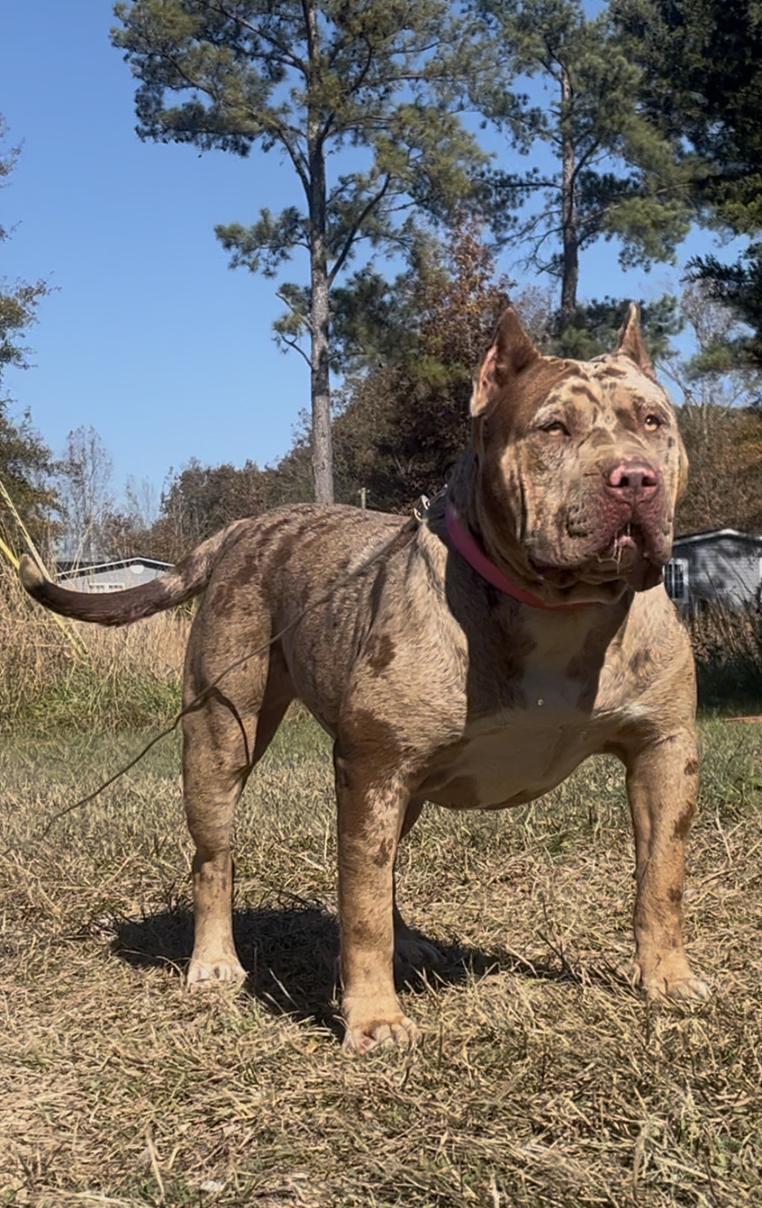 Dog Featured Image