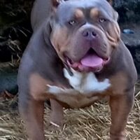 BackBlockBullies Jersey Girl