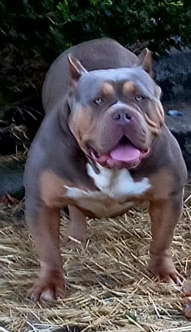 Dog Featured Image