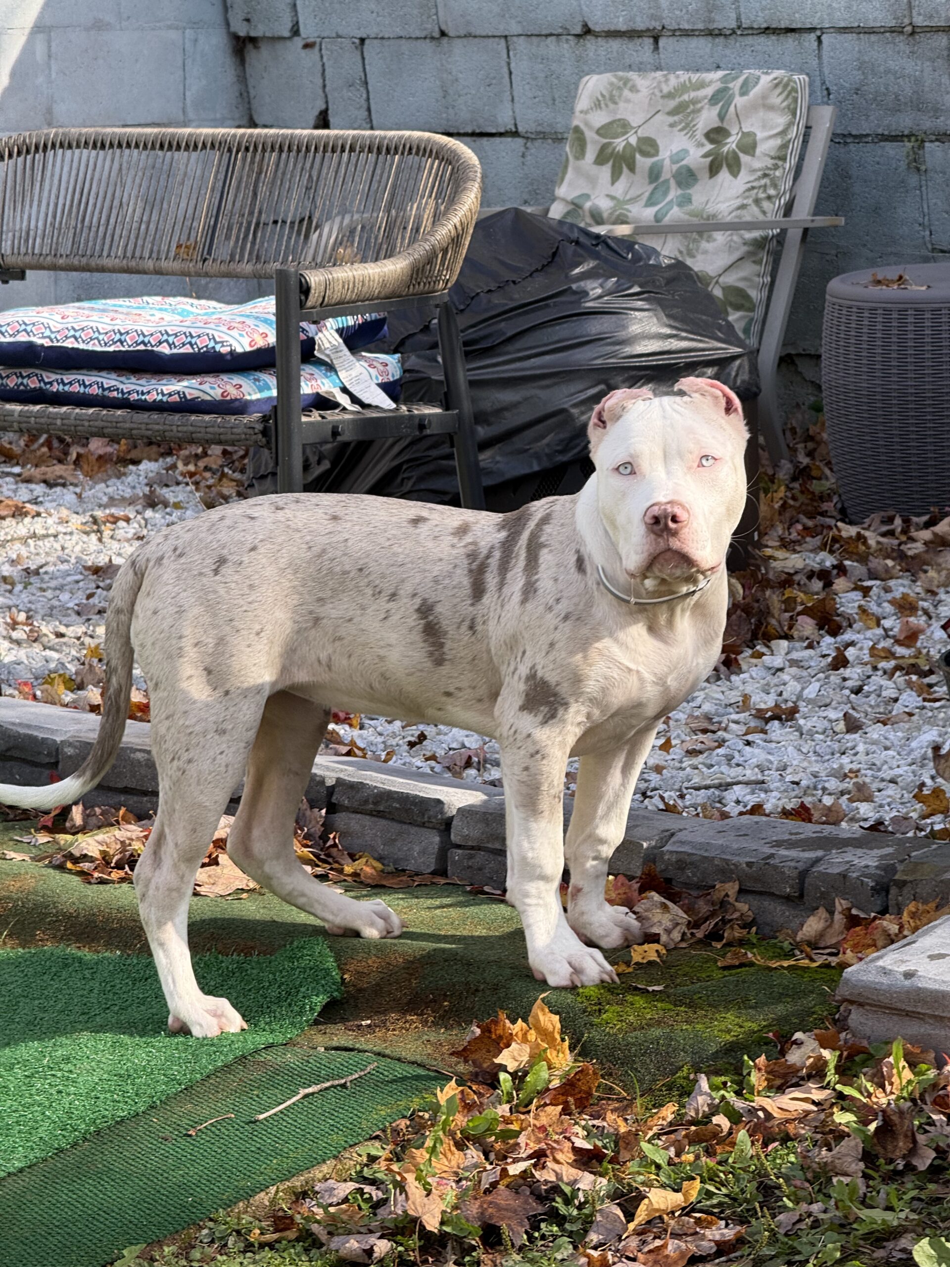 Dog Featured Image