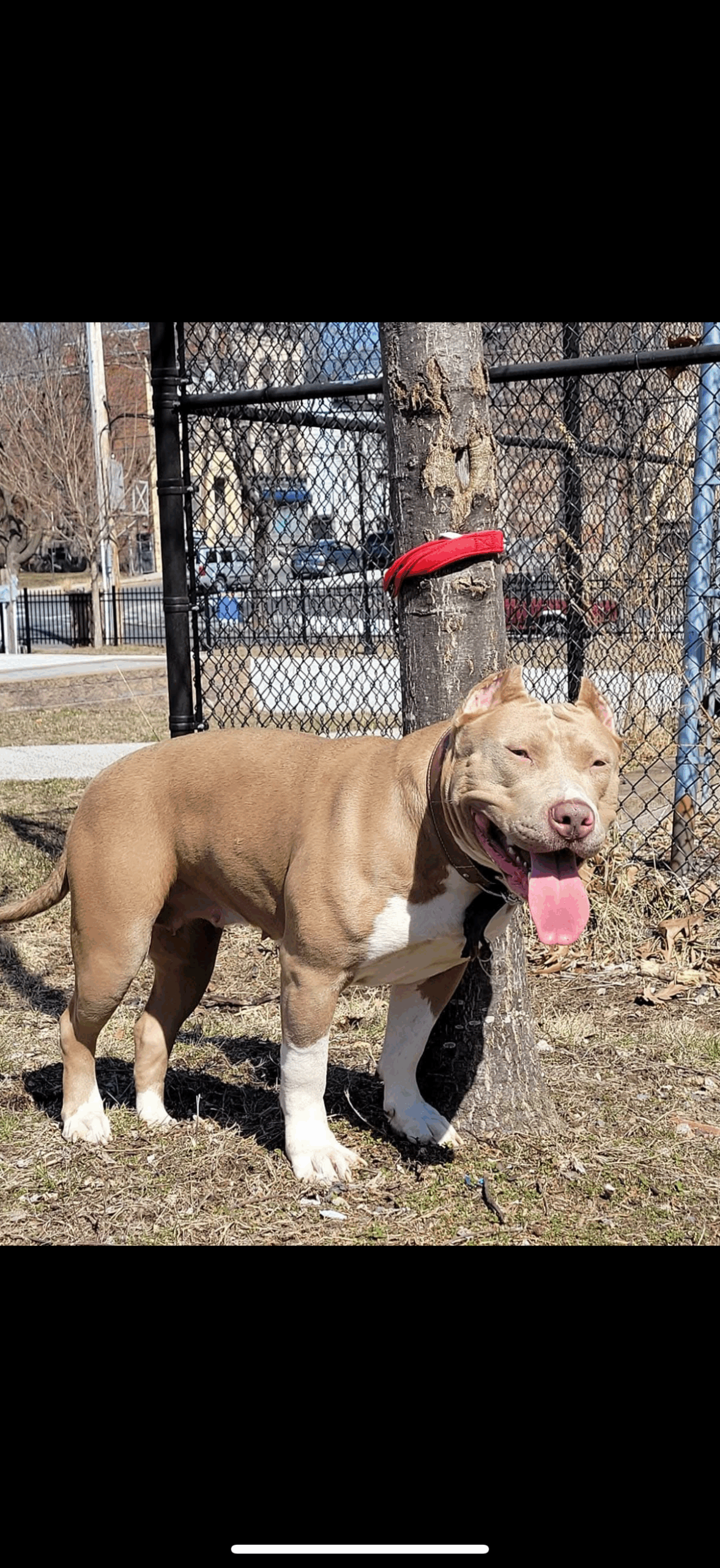 Dog Featured Image