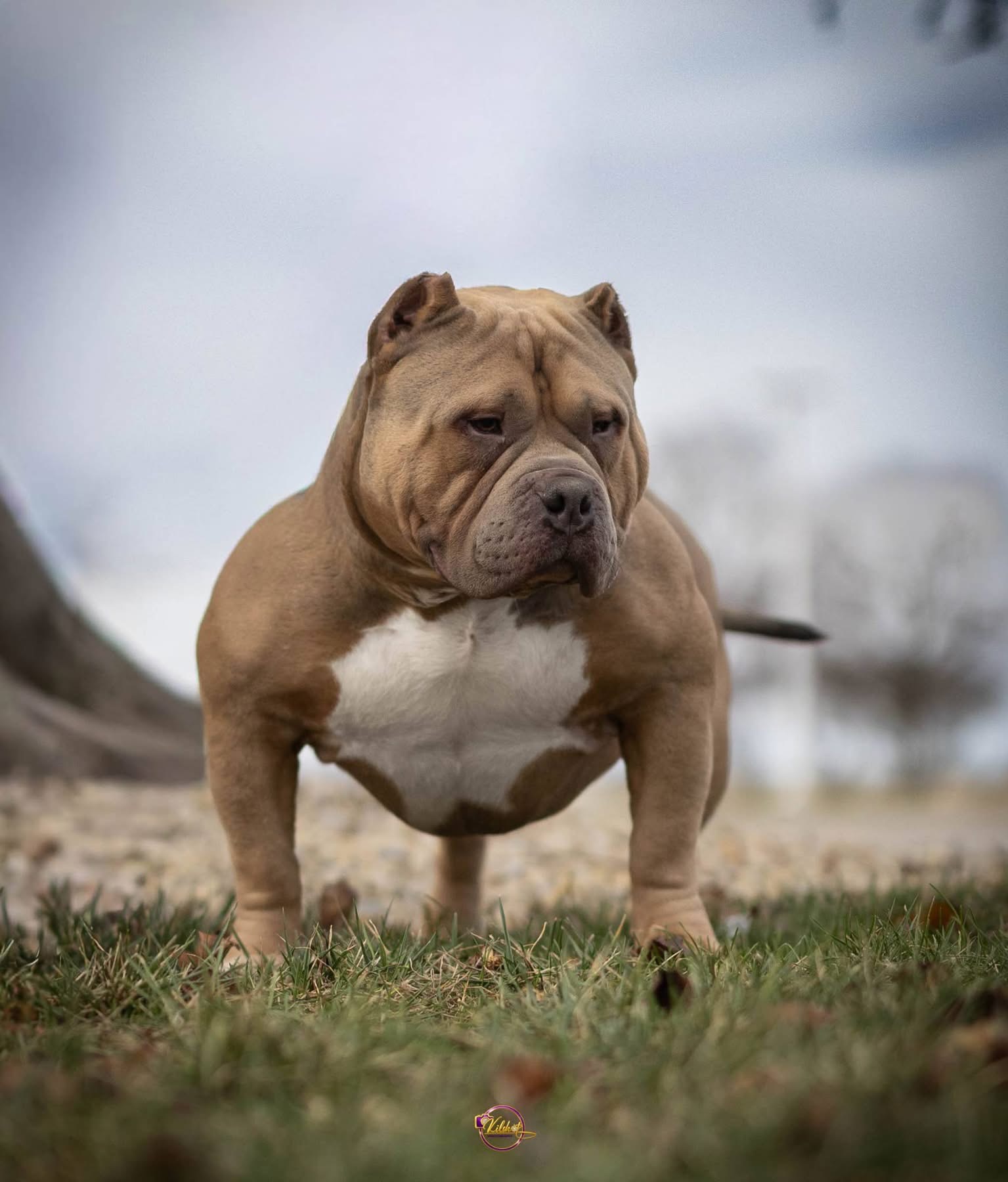 Dog Featured Image