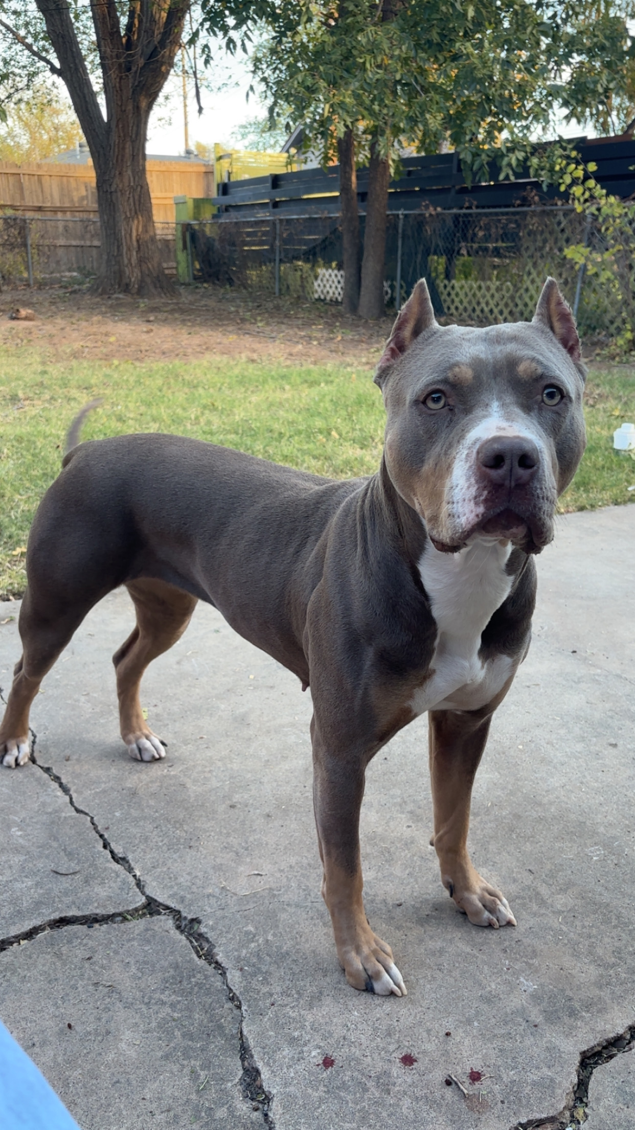 Additional Dog Image