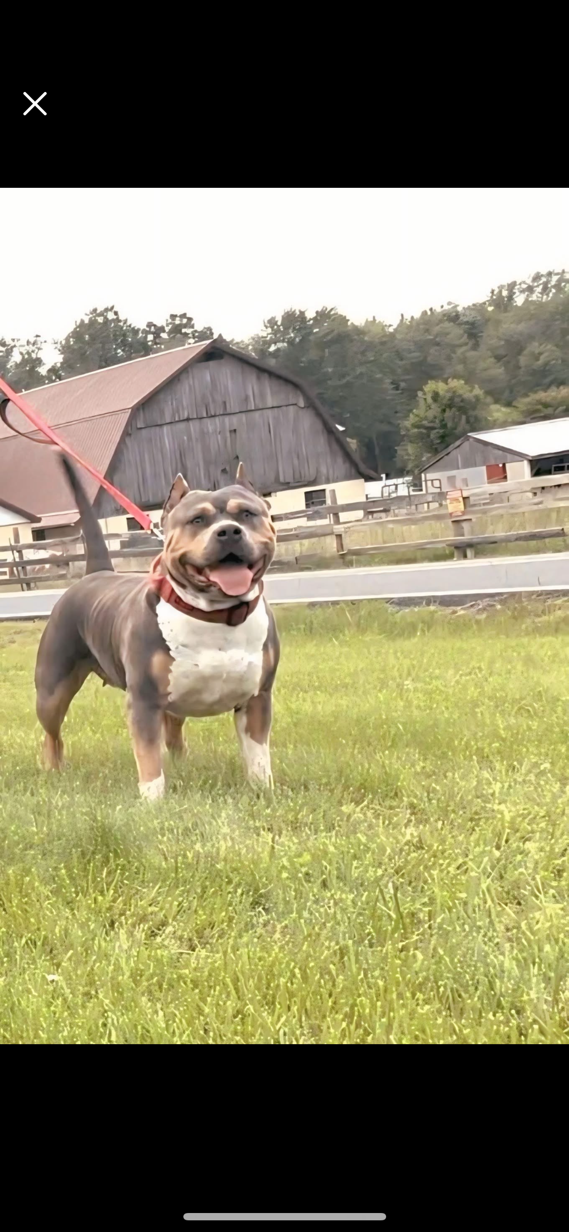 Dog Featured Image