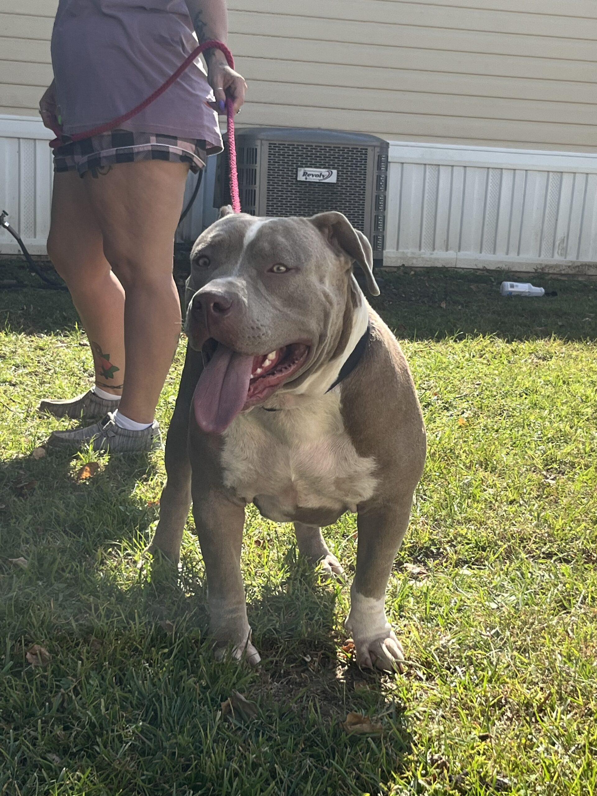 Dog Featured Image