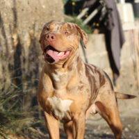 Sapphire Legacy Kennels Pickle