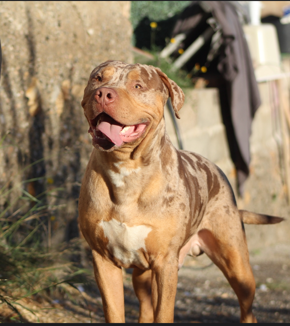 Dog Featured Image