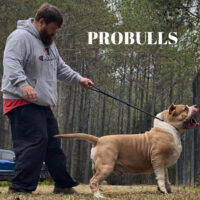 Dog Featured Image