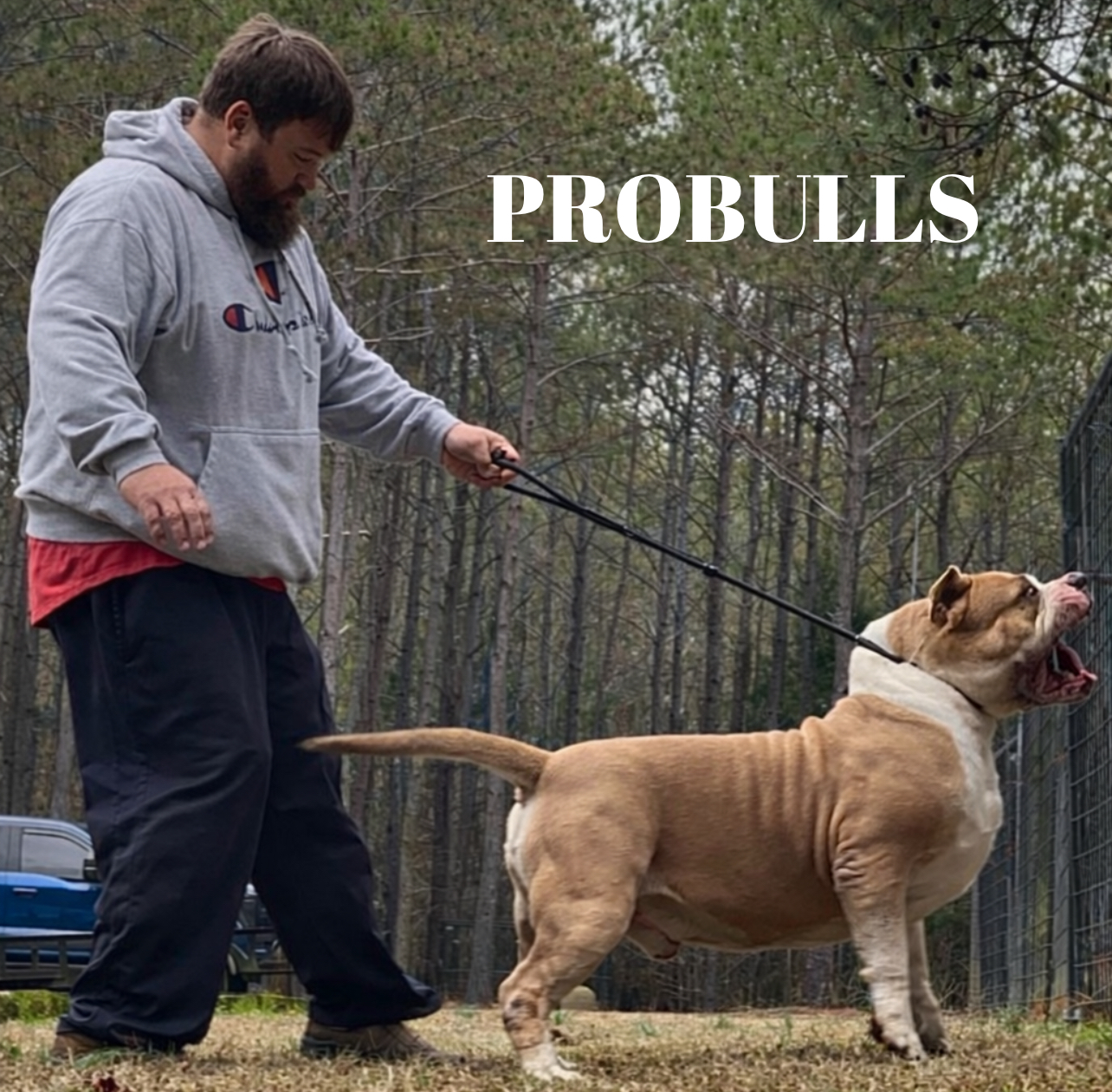 Dog Featured Image