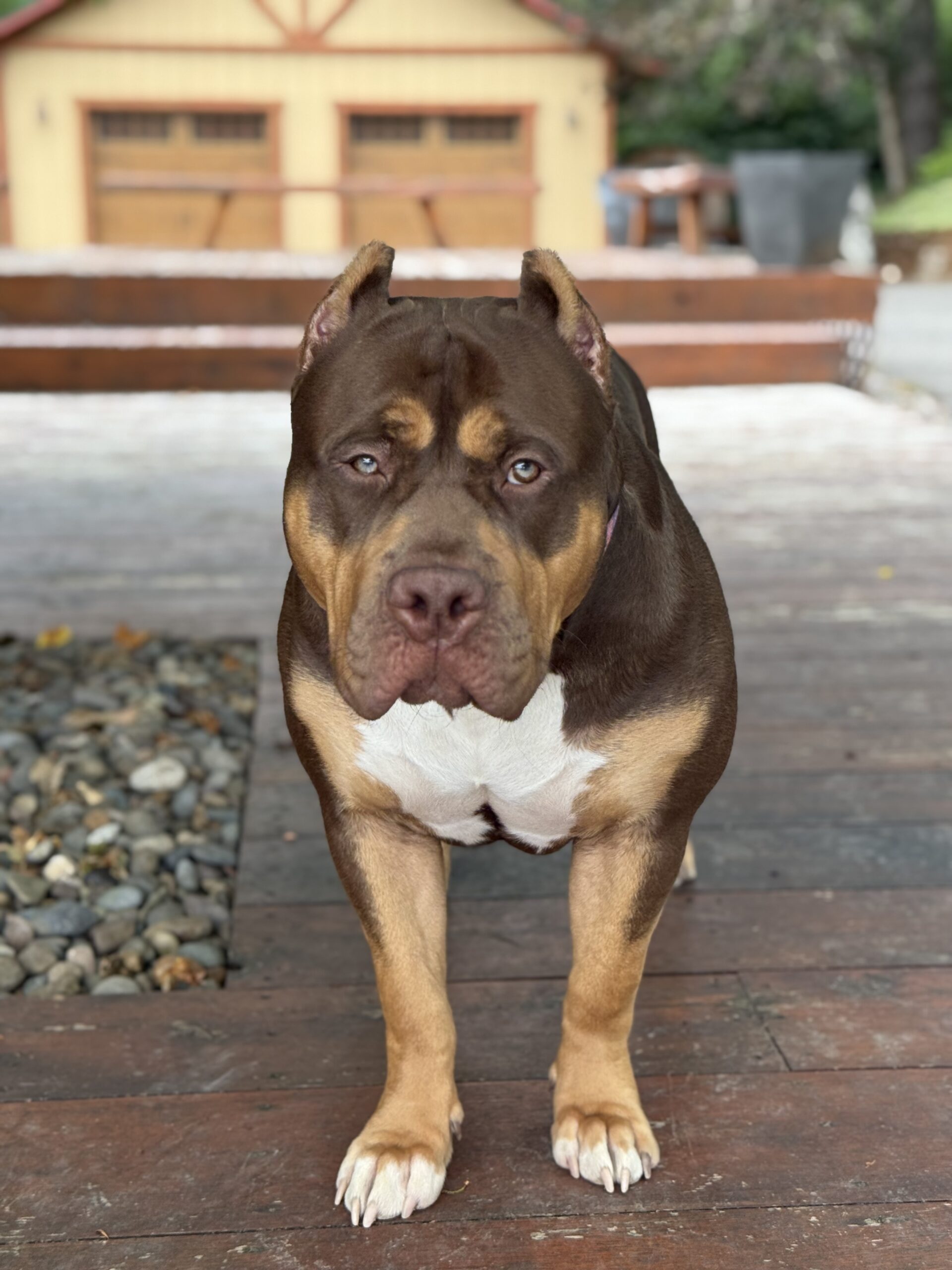Dog Featured Image