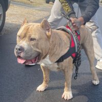 TriState XL Bullies  Gamble
