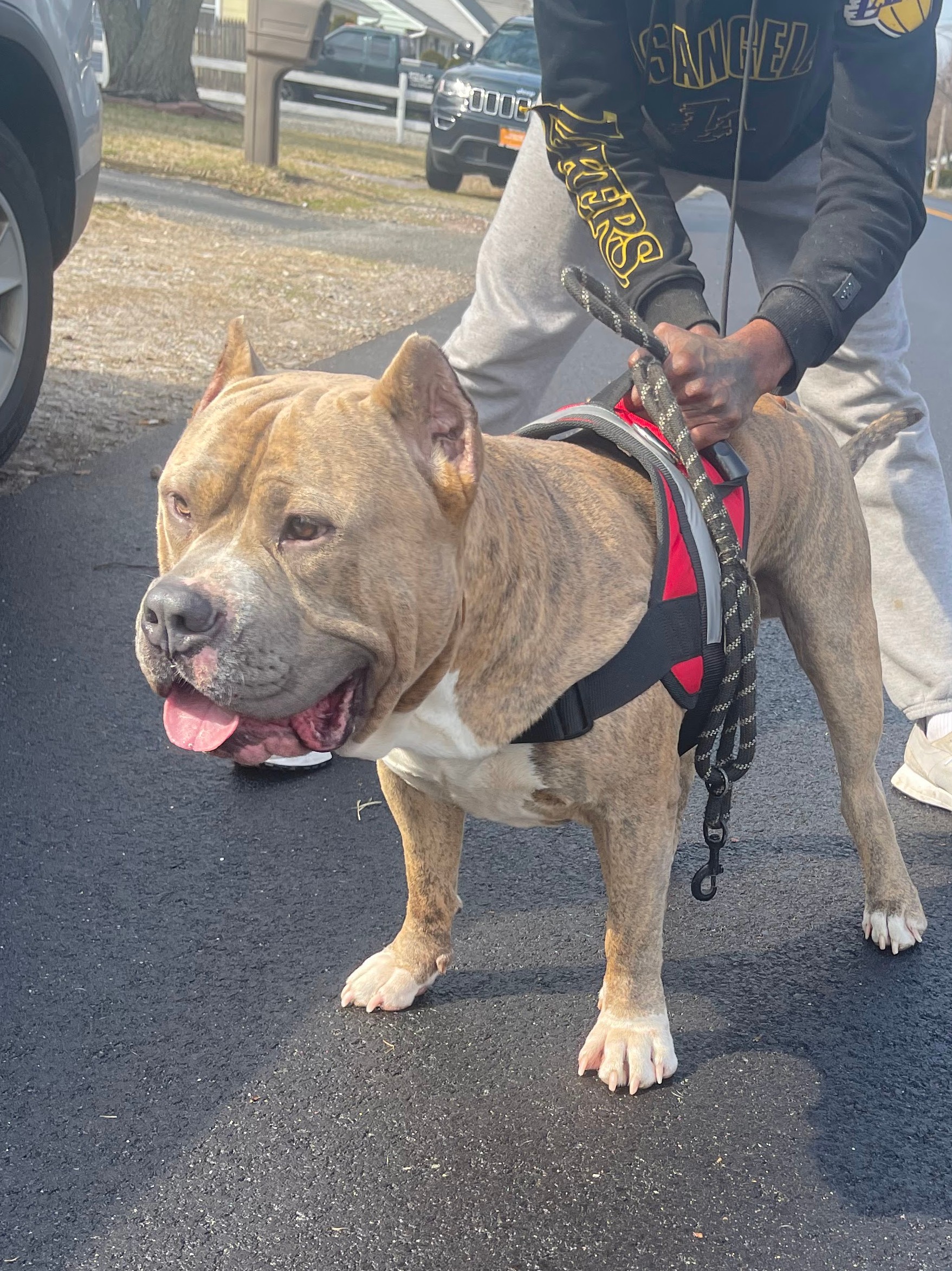 Dog Featured Image