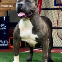 Titan Bullys Persia