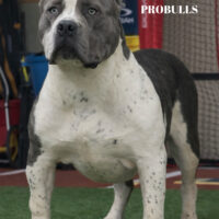 TitanBullys Syntina
