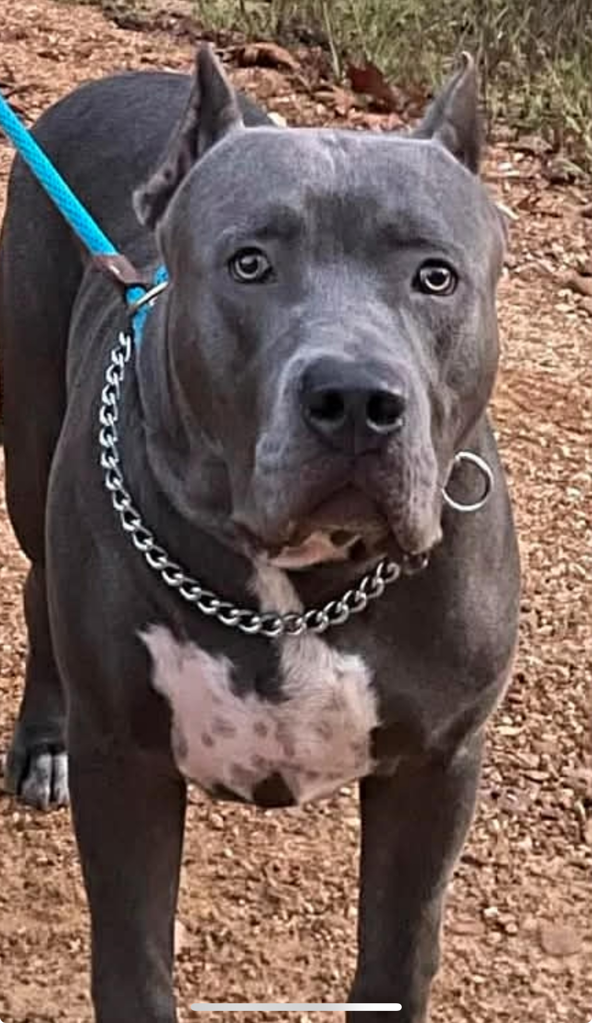 Dog Featured Image