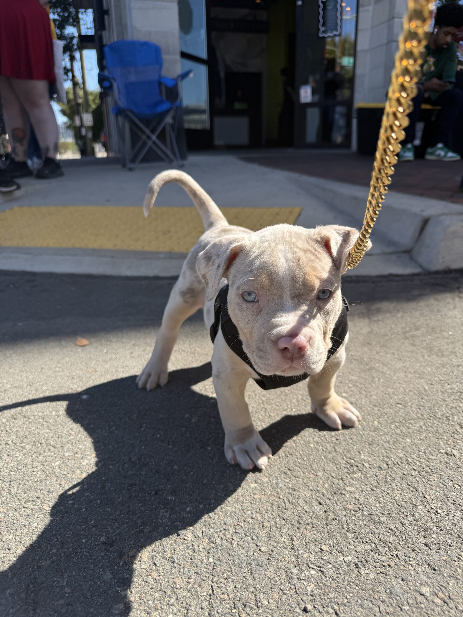 Dog Featured Image