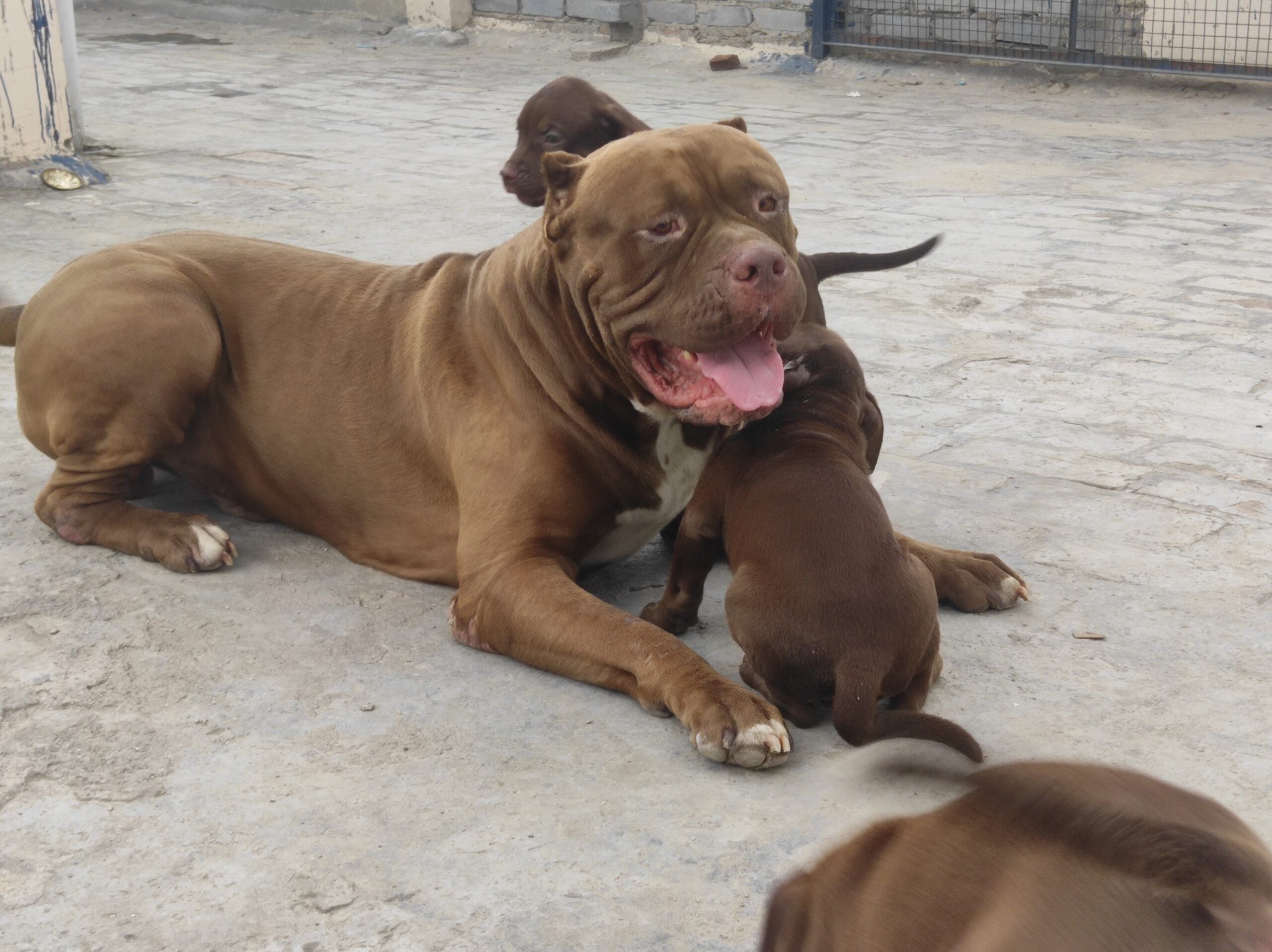 Dog Featured Image