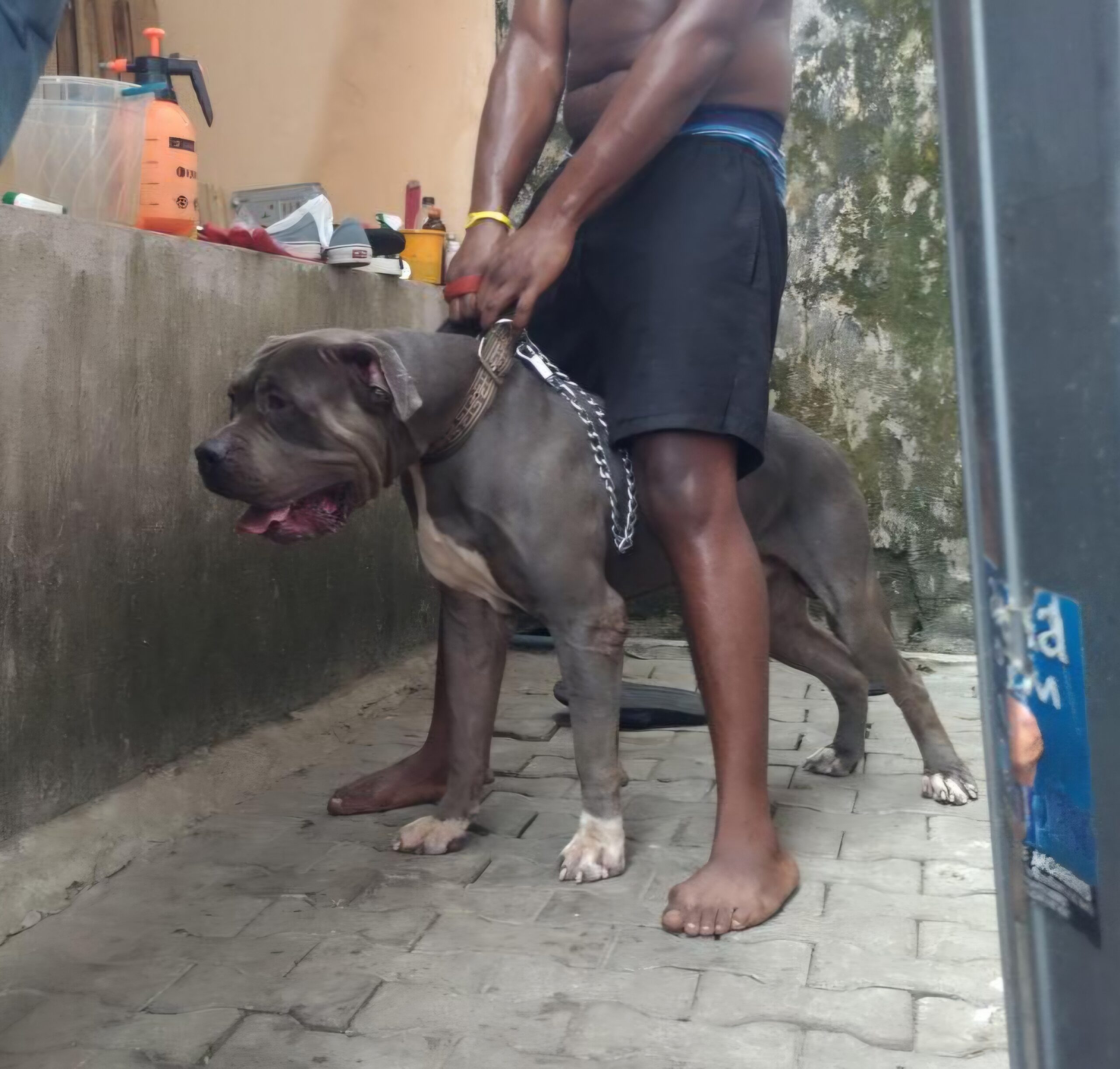 Dog Featured Image