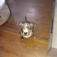 GXL’S NYLA