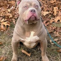 Tri State XL Bullies  Poppa