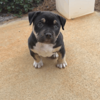 Sincitybullies Bama (Bam)
